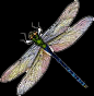 libellula