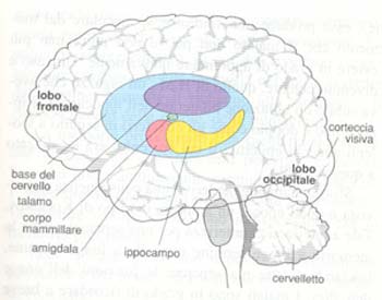 Aree del cervello
